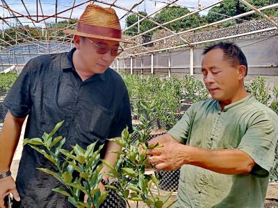与荆州市果树种植行业协会交流猎宝桔种植心得